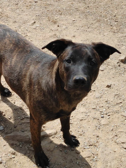 Jazzy, a dog for adoption from Our Lil' Bit of Heaven Animal Rescue and Sanctuary