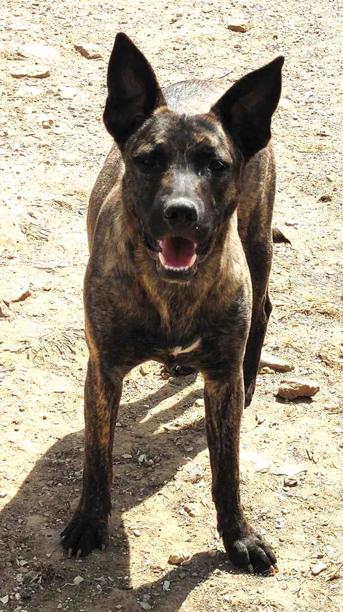 Jewels, a dog for adoption from Our Lil' Bit of Heaven Animal Rescue and Sanctuary