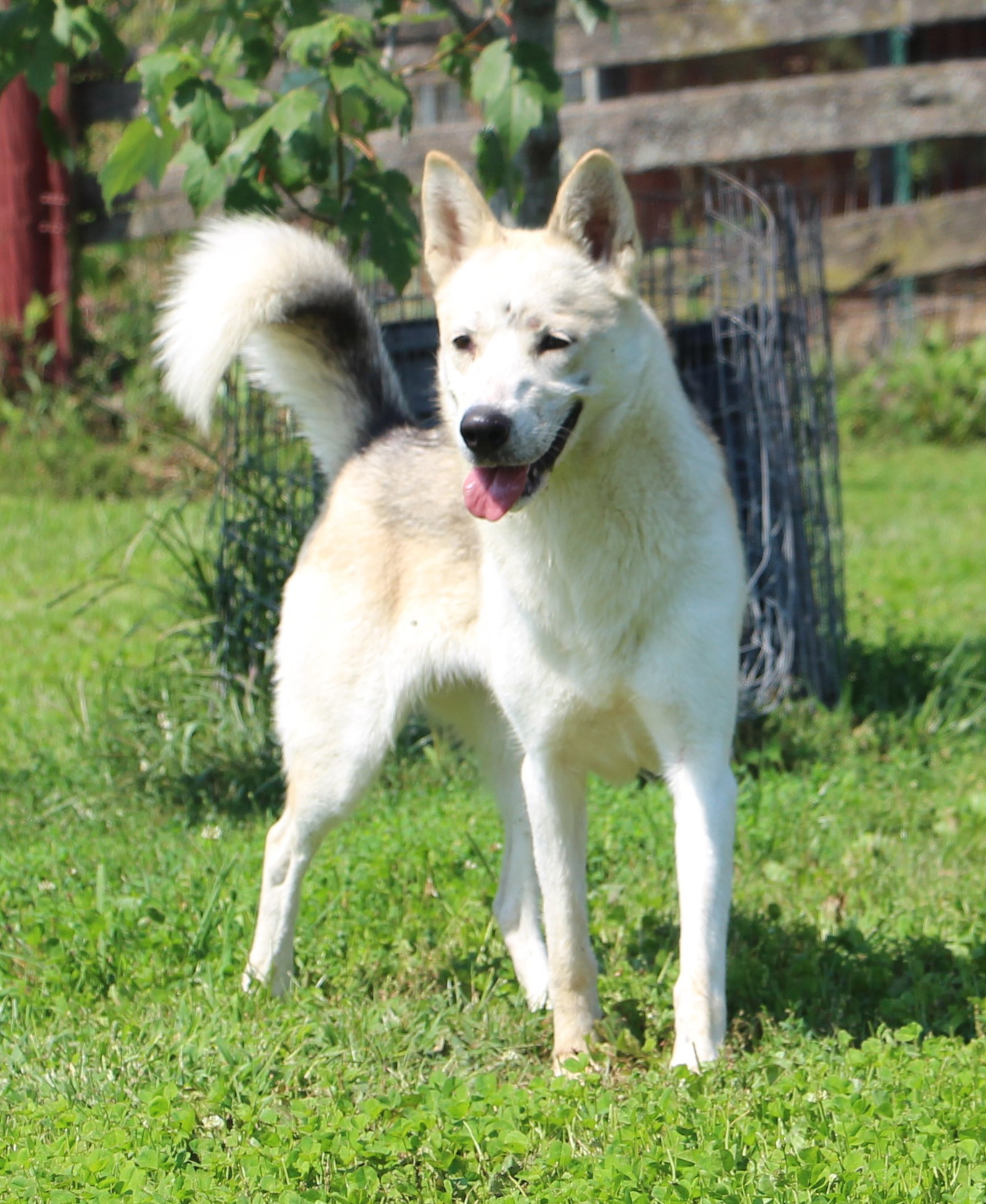 Mona, Husky