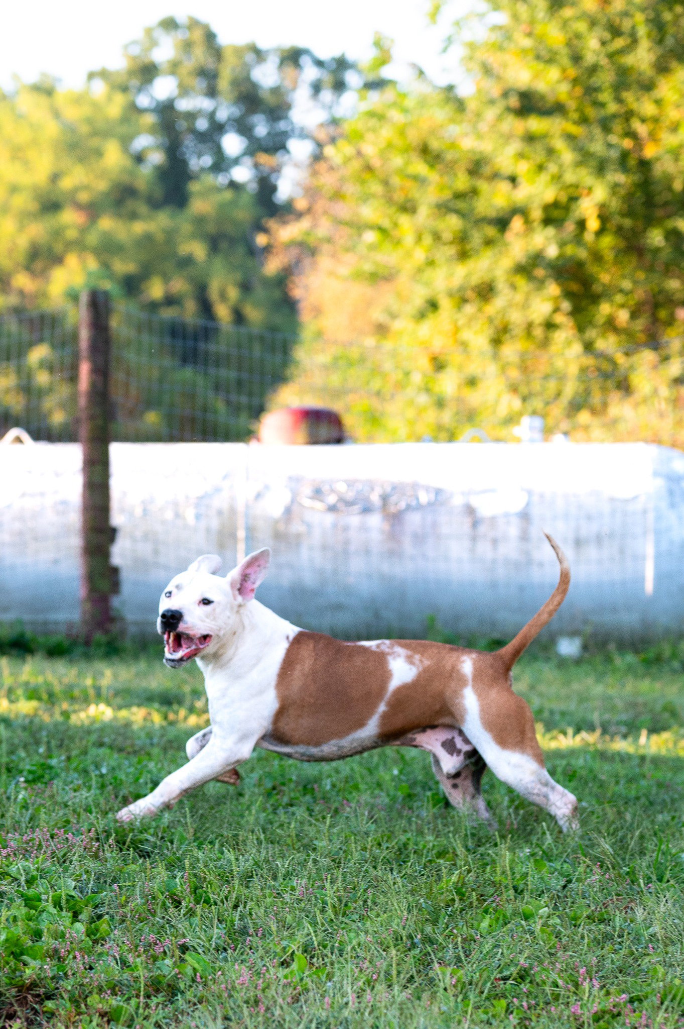 Nelson, American Pit Bull Terrier