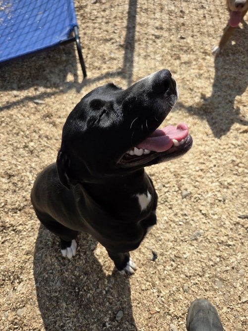 Ella L, an adoptable Unknown breed in Poland, IN