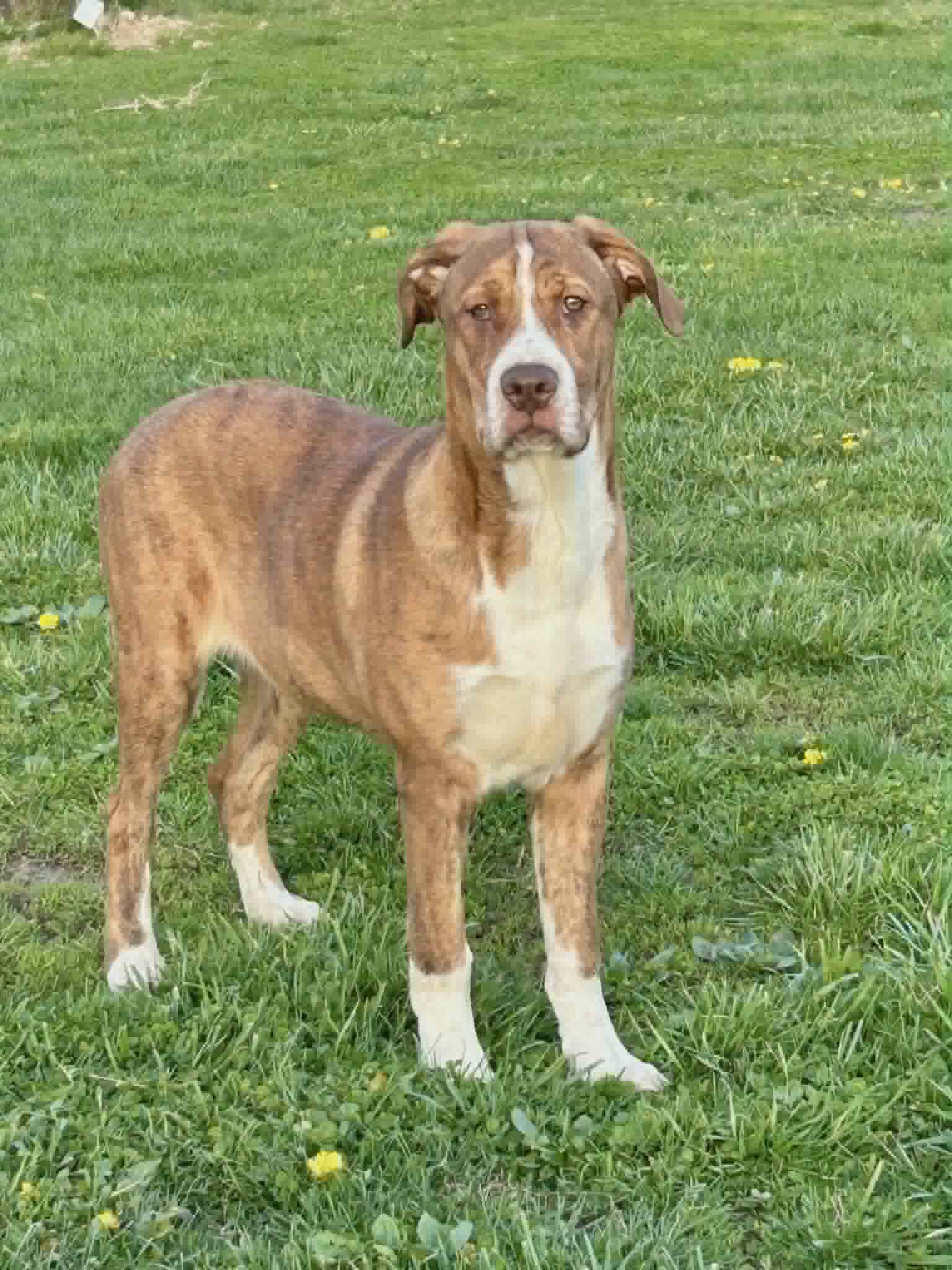 Riley G, Mixed Breed