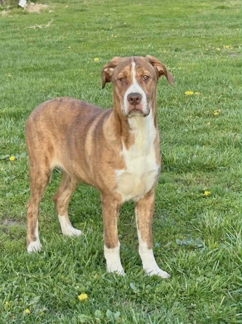 Riley G, an adoptable Unknown breed in Poland, IN