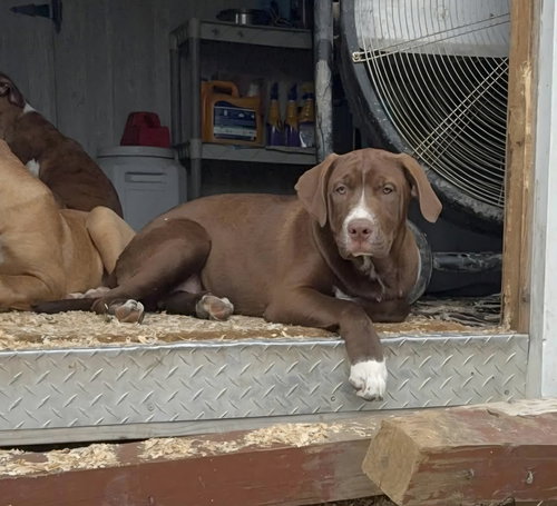 Kane B, an adoptable Unknown breed in Poland, IN