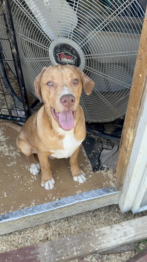Jason A, an adoptable Unknown breed in Poland, IN