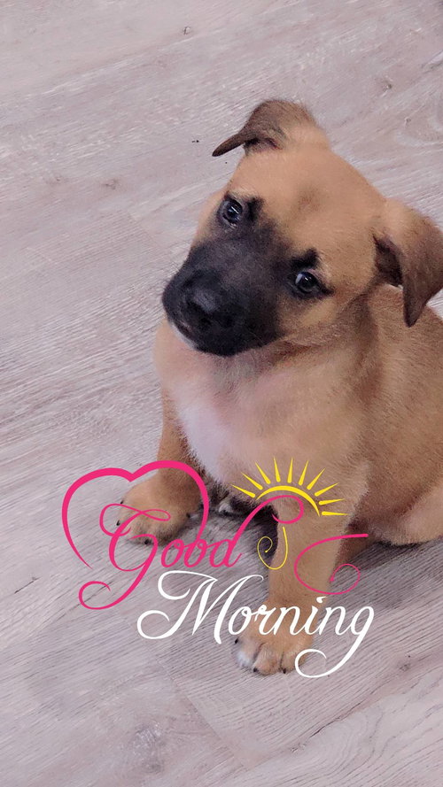 Sultan, an adoptable Unknown breed in Poland, IN