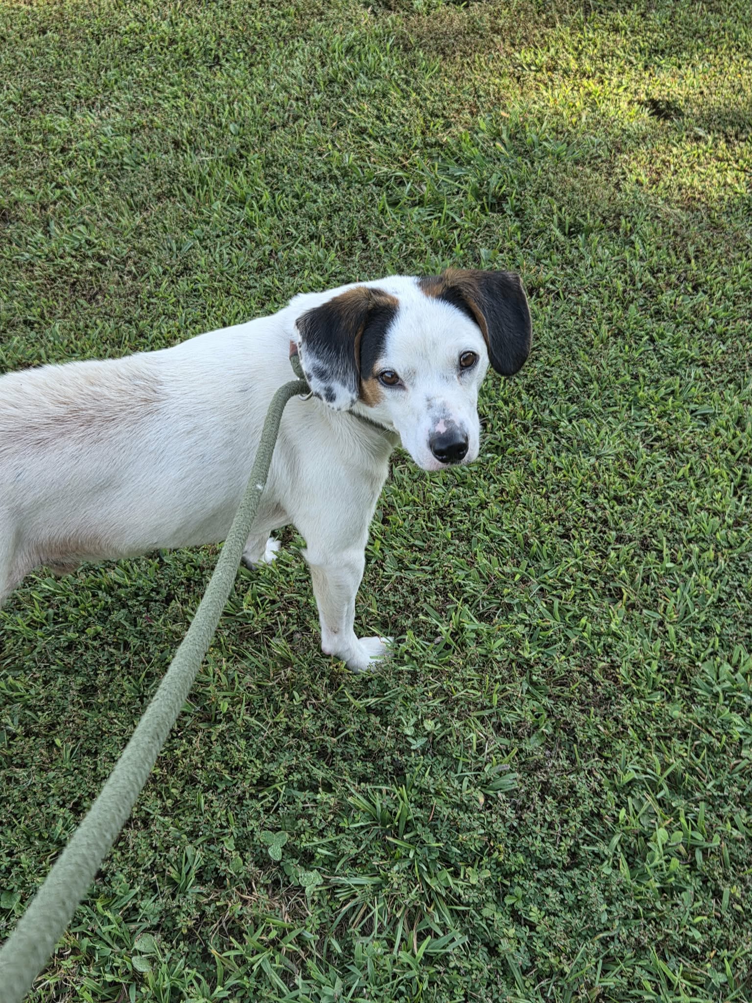 Hudson, Beagle