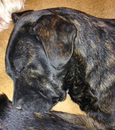Rhea, photo 4