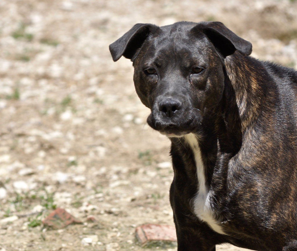 Rhea, Labrador Retriever