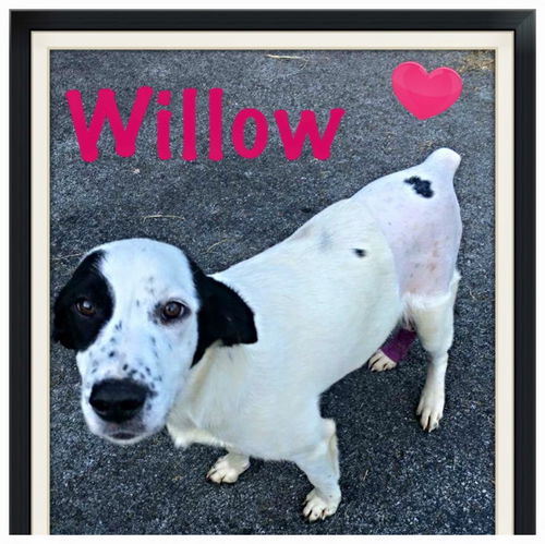 Willow