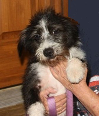 Xena