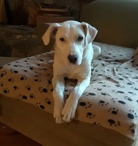 Gracie