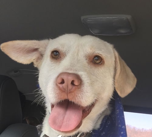 Gracie