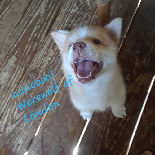 Joey