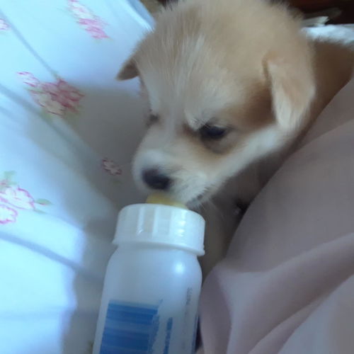 Chloe