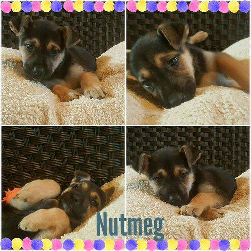 Nutmeg