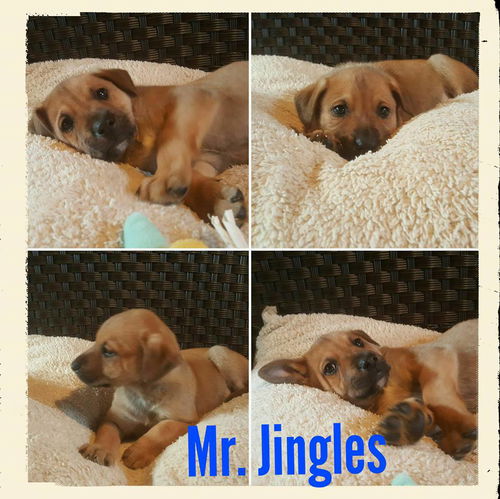 Mr. Jingles