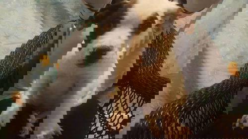 Poncho