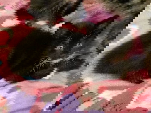 Coda