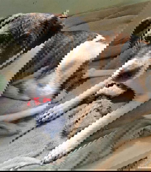Major
