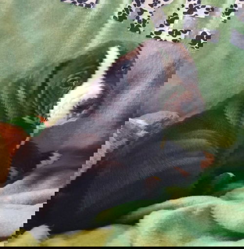 Gus