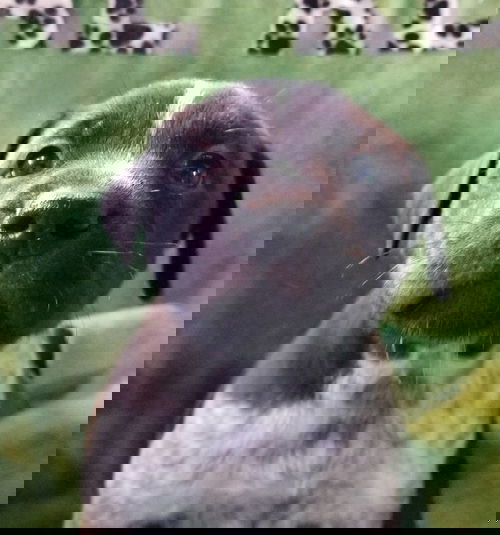 Hunter