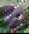 Hunter