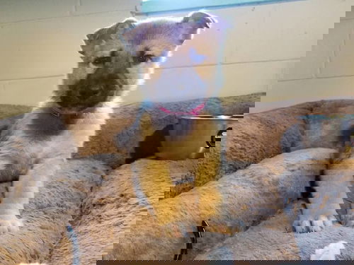 Morgan