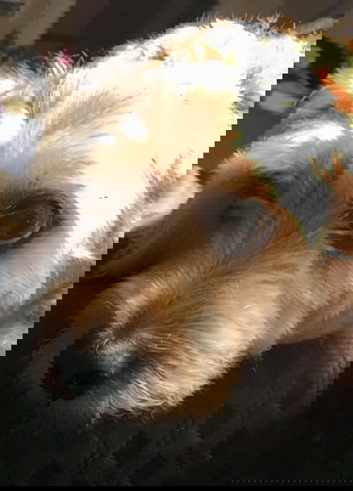 Sparky
