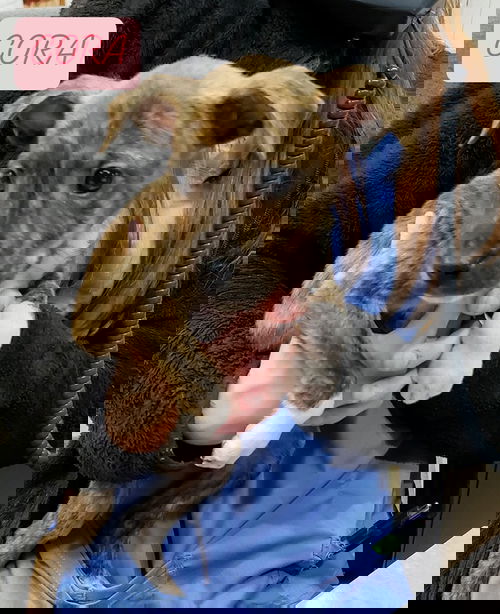 Cora