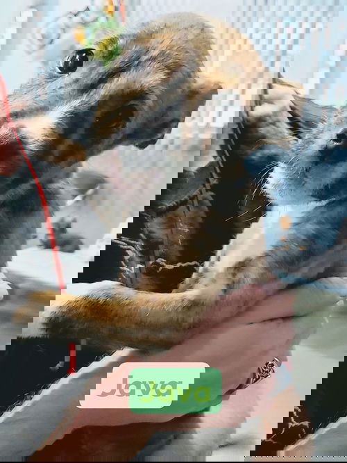 Java