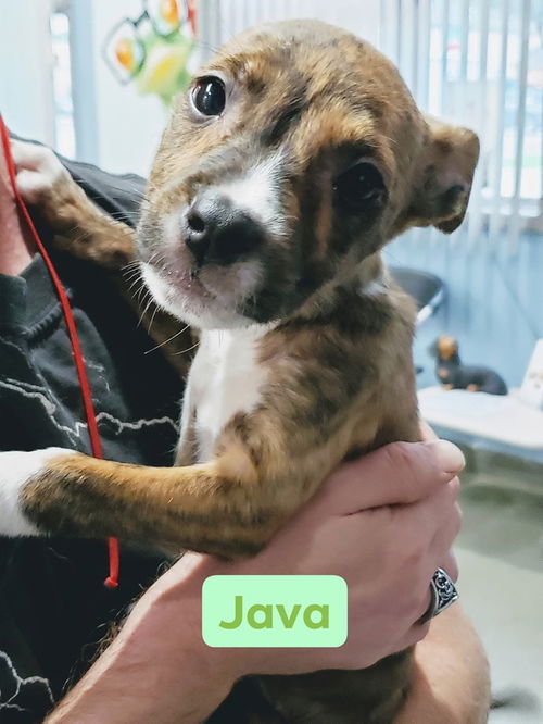 Java