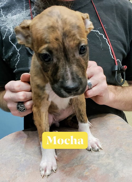 Mocha