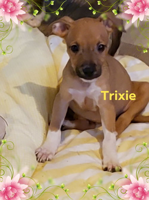 Trixie