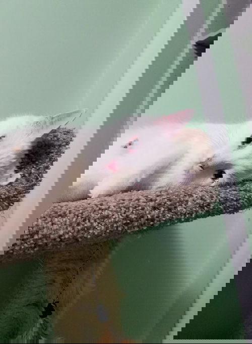 Sam