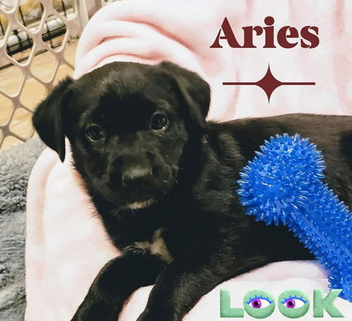 Aries