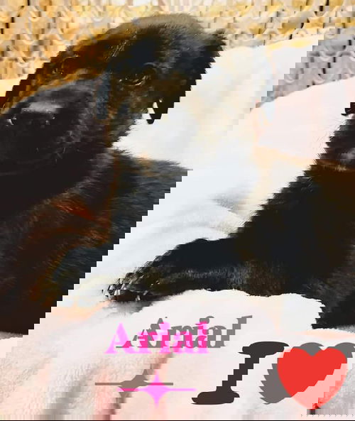 Arial