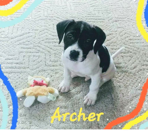 Archer