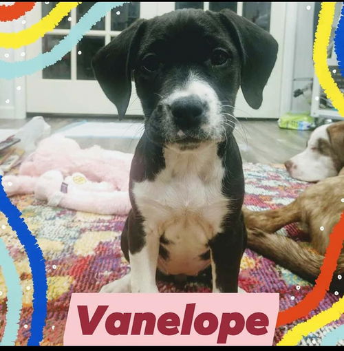 Vanelope