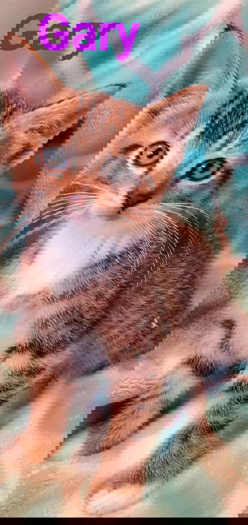Gary