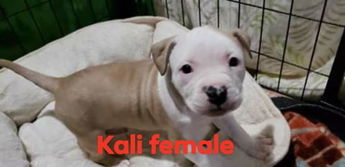 Kali