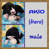 Akio (hero)