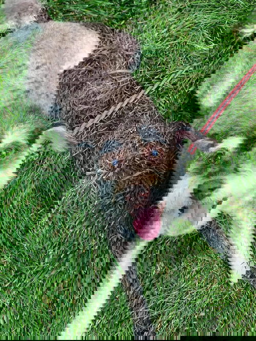 Chico