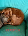 Cooper