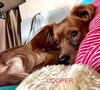 Cooper