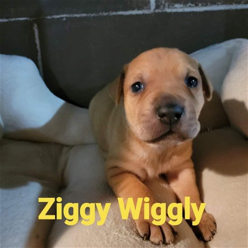 Ziggy Wiggly