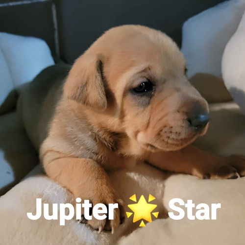 Jupitar Star