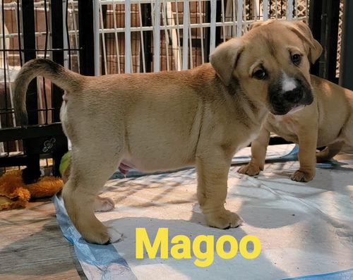 Mister Magoo