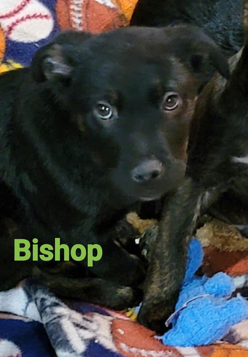 Bishop