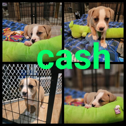 Cash